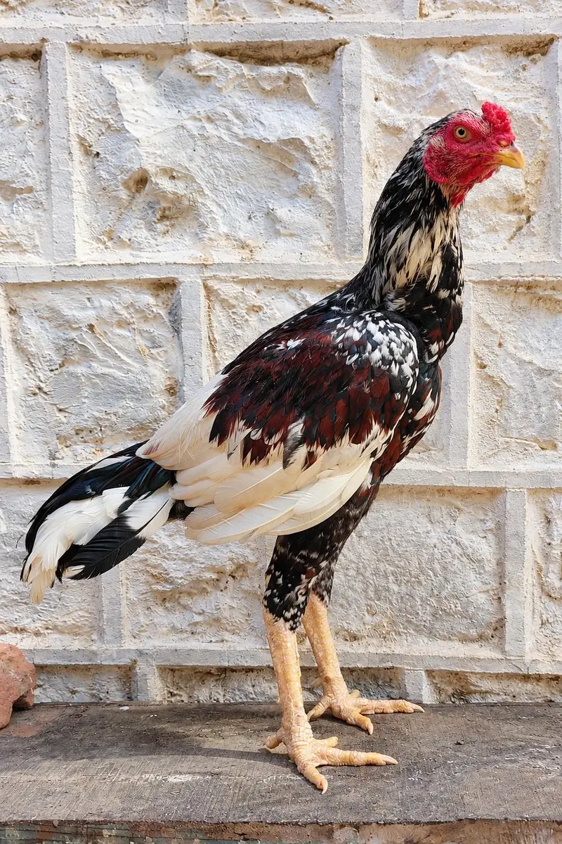Mianwali Yong Aseel Male/female