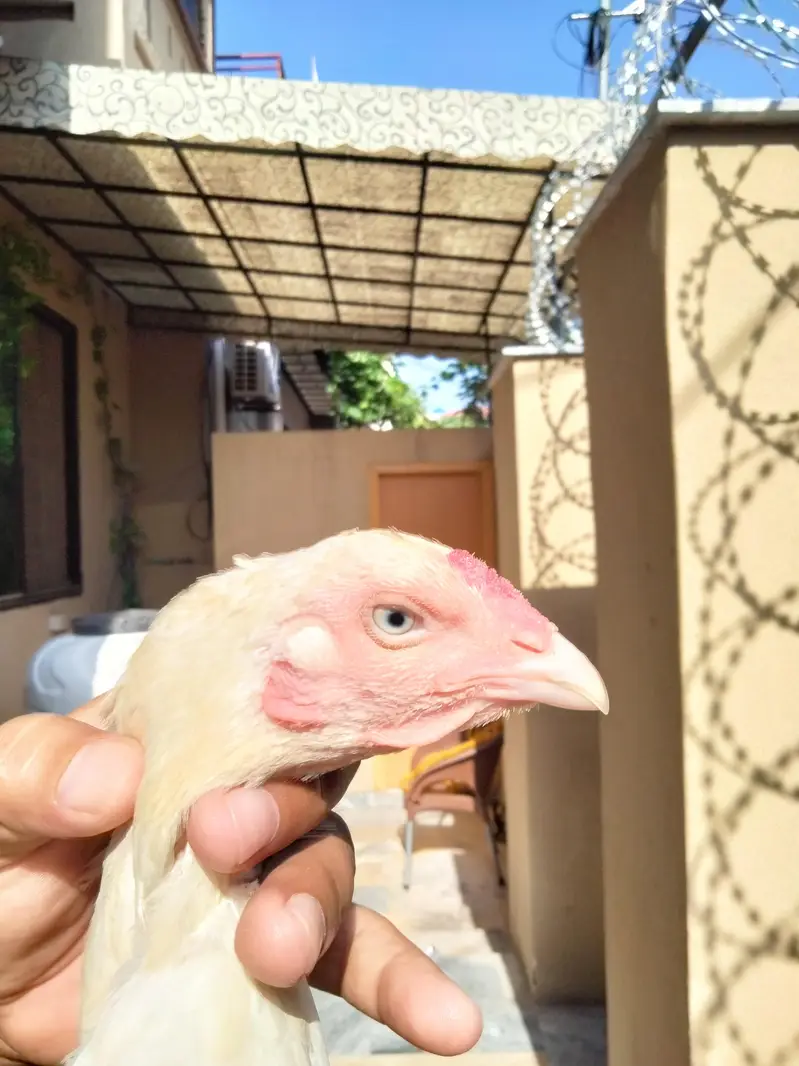 Aseel made 03325519002 — photo 4
