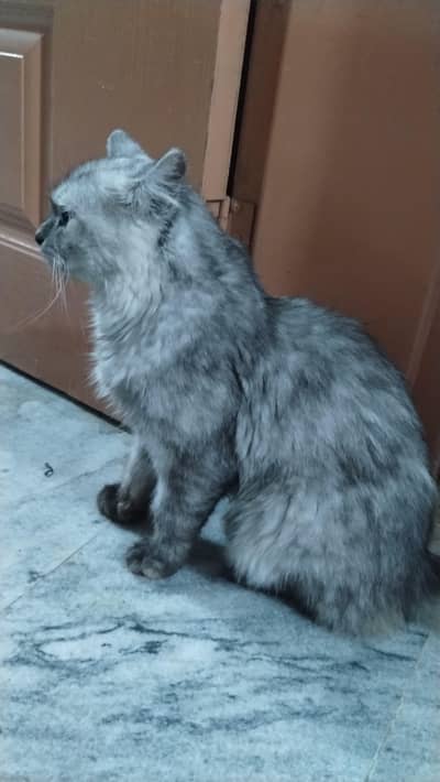 Persian cat
