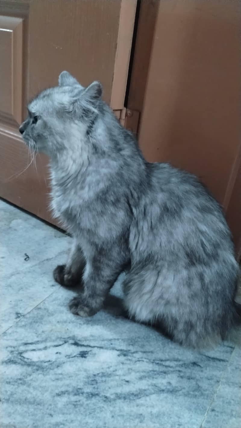 Persian cat 0