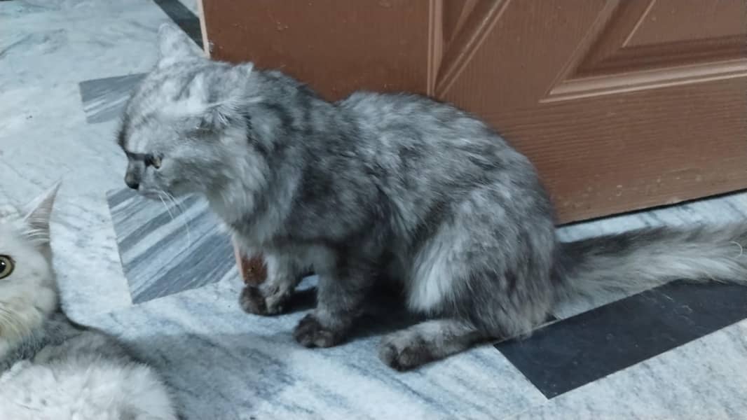 Persian cat 1
