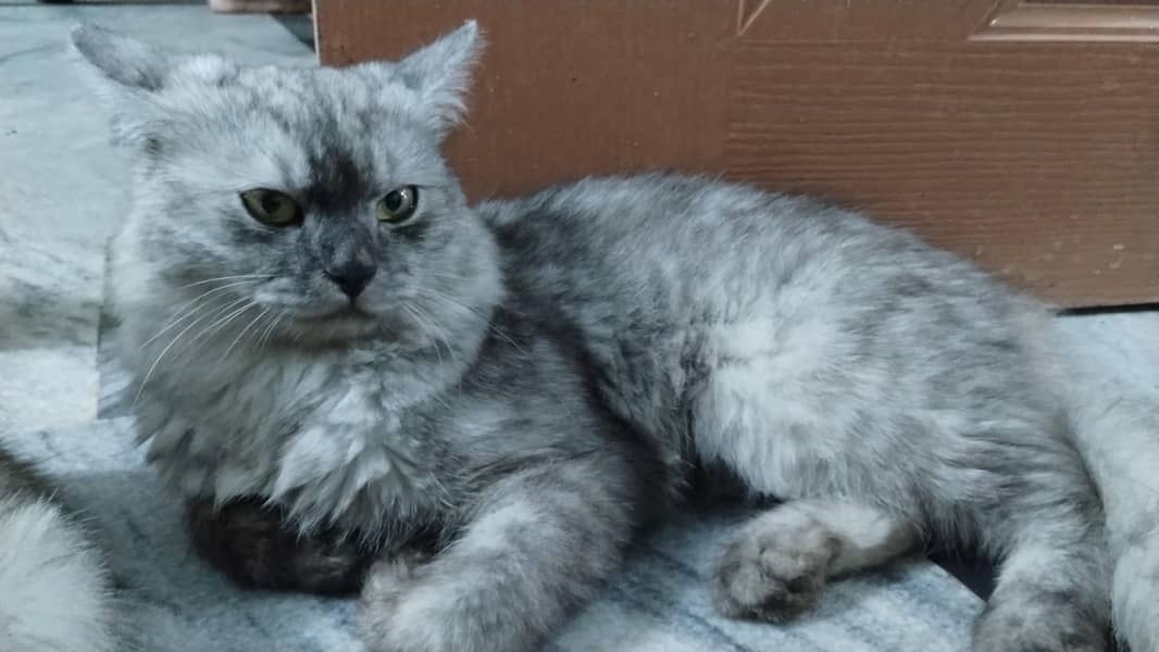 Persian cat 2