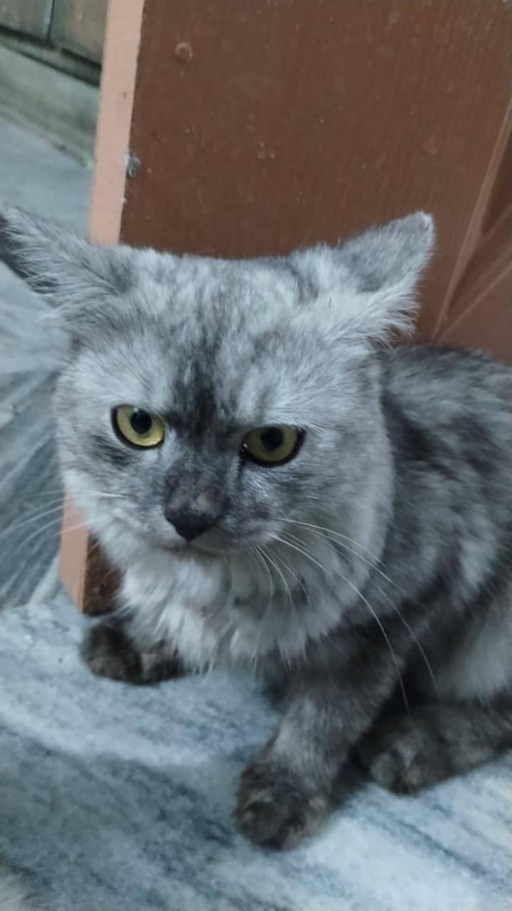 Persian cat 3