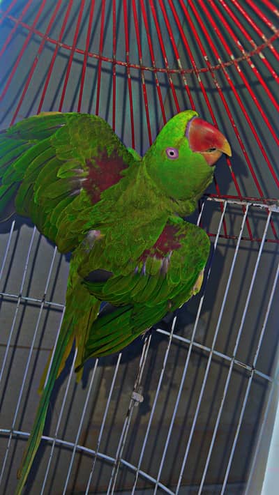 Mian Mithu Raw pArr0t For Sale