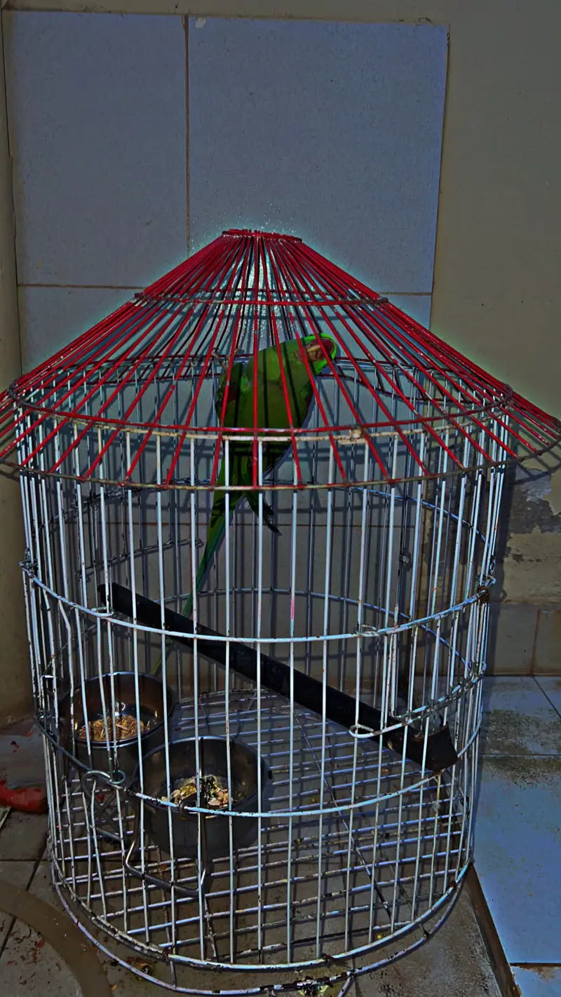 Mian Mithu Raw pArr0t For Sale — photo 4