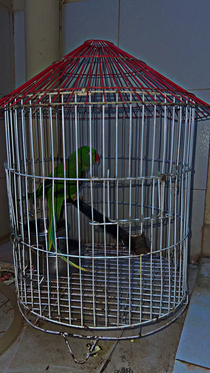 Mian Mithu Raw pArr0t For Sale — photo 7