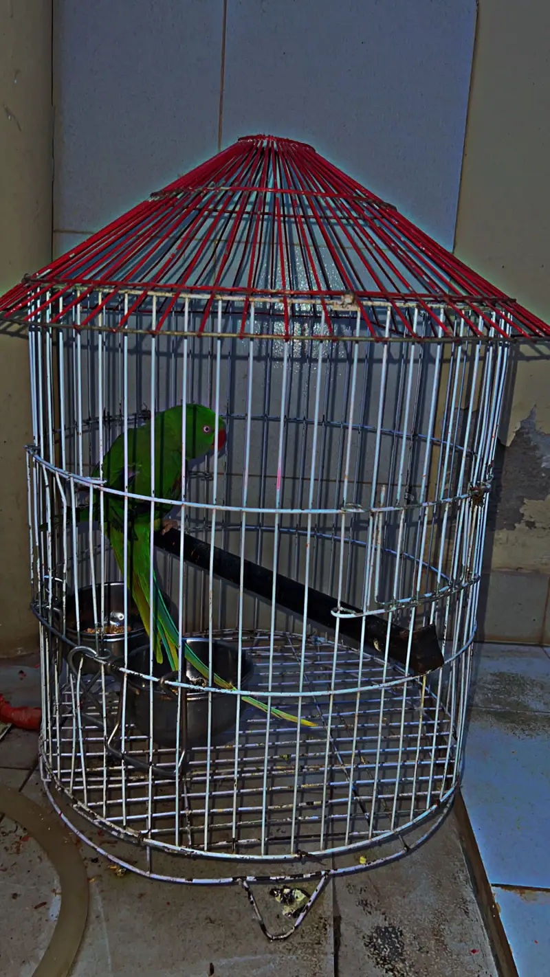 Mian Mithu Raw pArr0t For Sale — photo 8