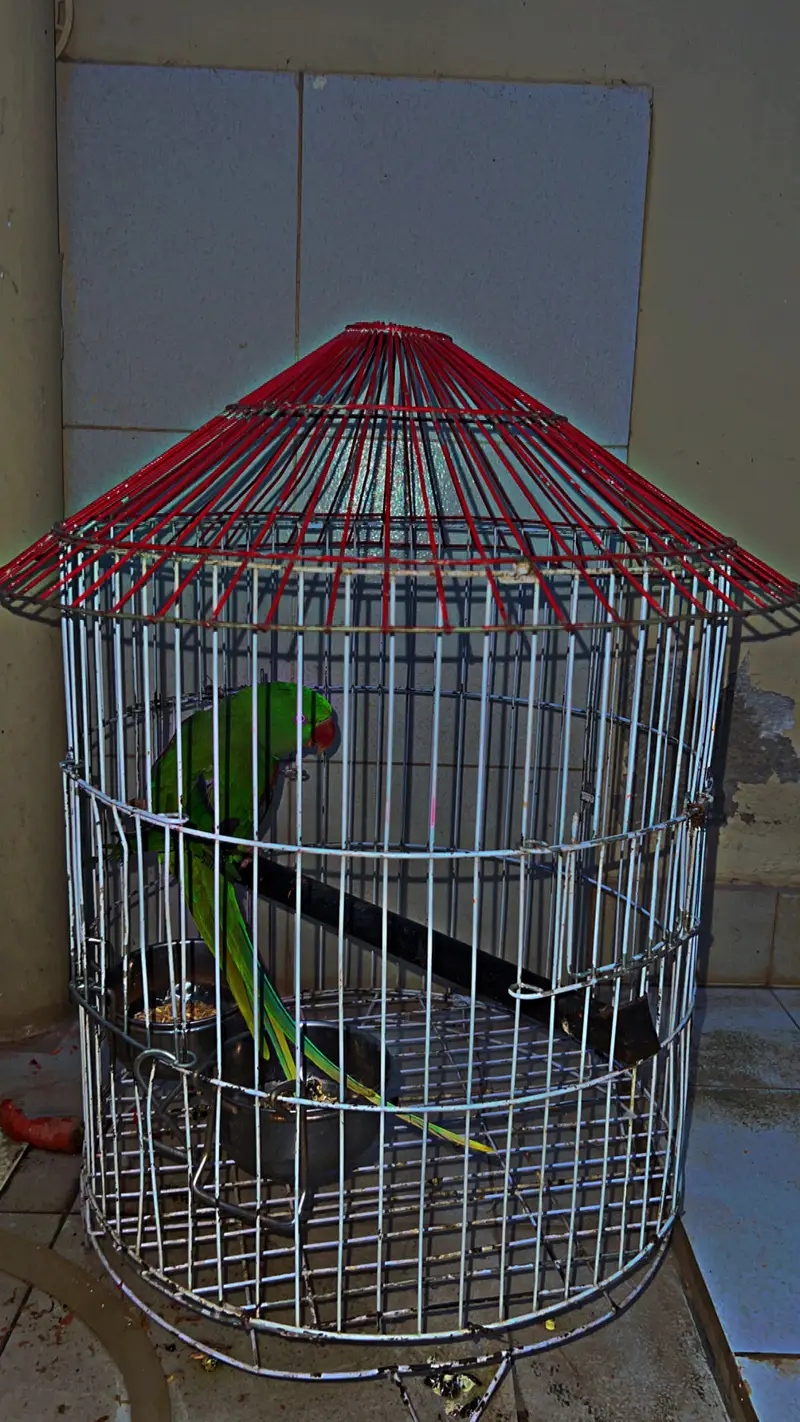 Mian Mithu Raw pArr0t For Sale — photo 10