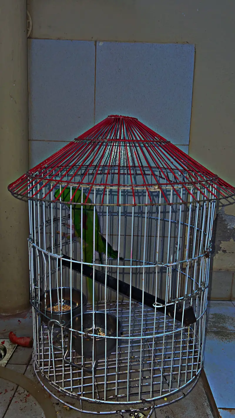 Mian Mithu Raw pArr0t For Sale — photo 12