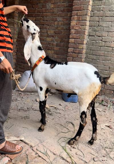 bakra03041979402