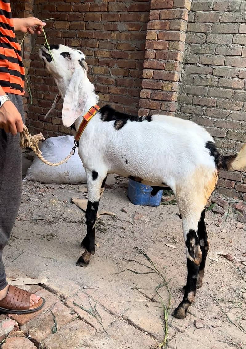 bakra03041979402 1