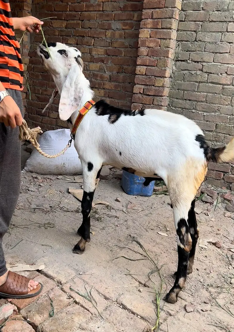 bakra03041979402 — photo 2
