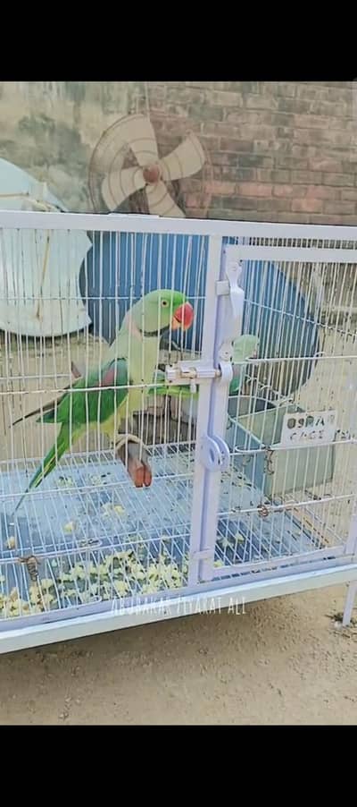 raw parrot