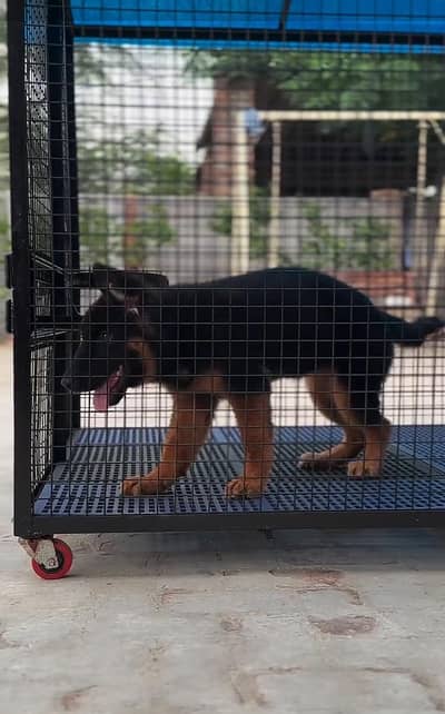 German Shepherd long coat puppies for sale  WhatsApp my 03469014953