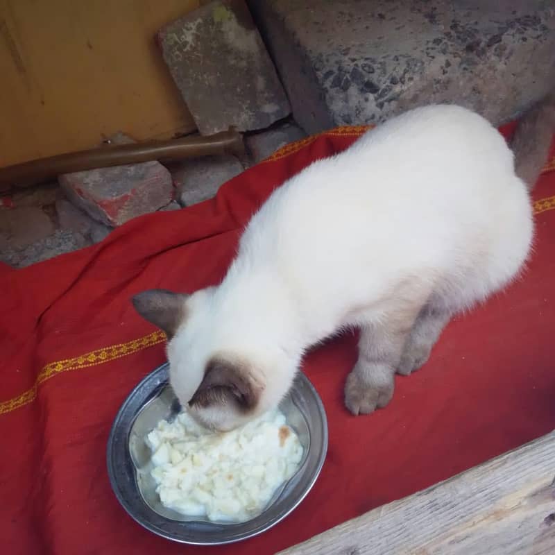 full breadar cittan 5