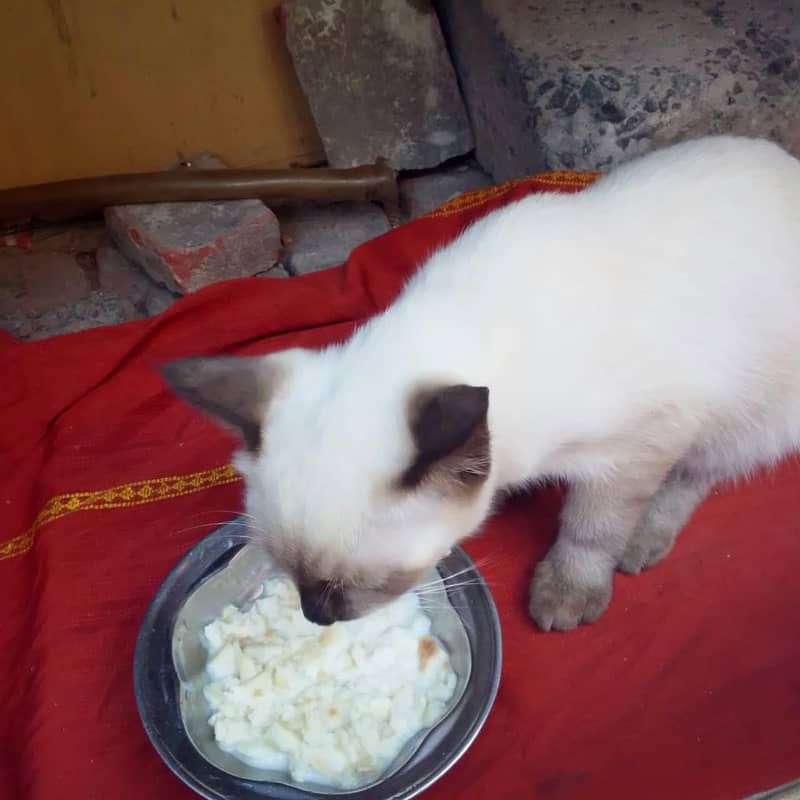full breadar cittan 6