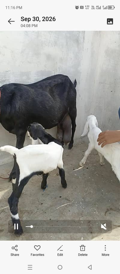 bakri with 2 kids