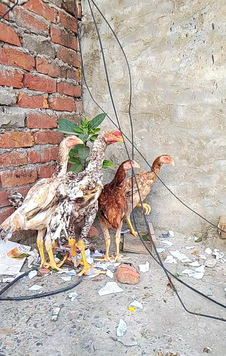 shamo patha ha 0