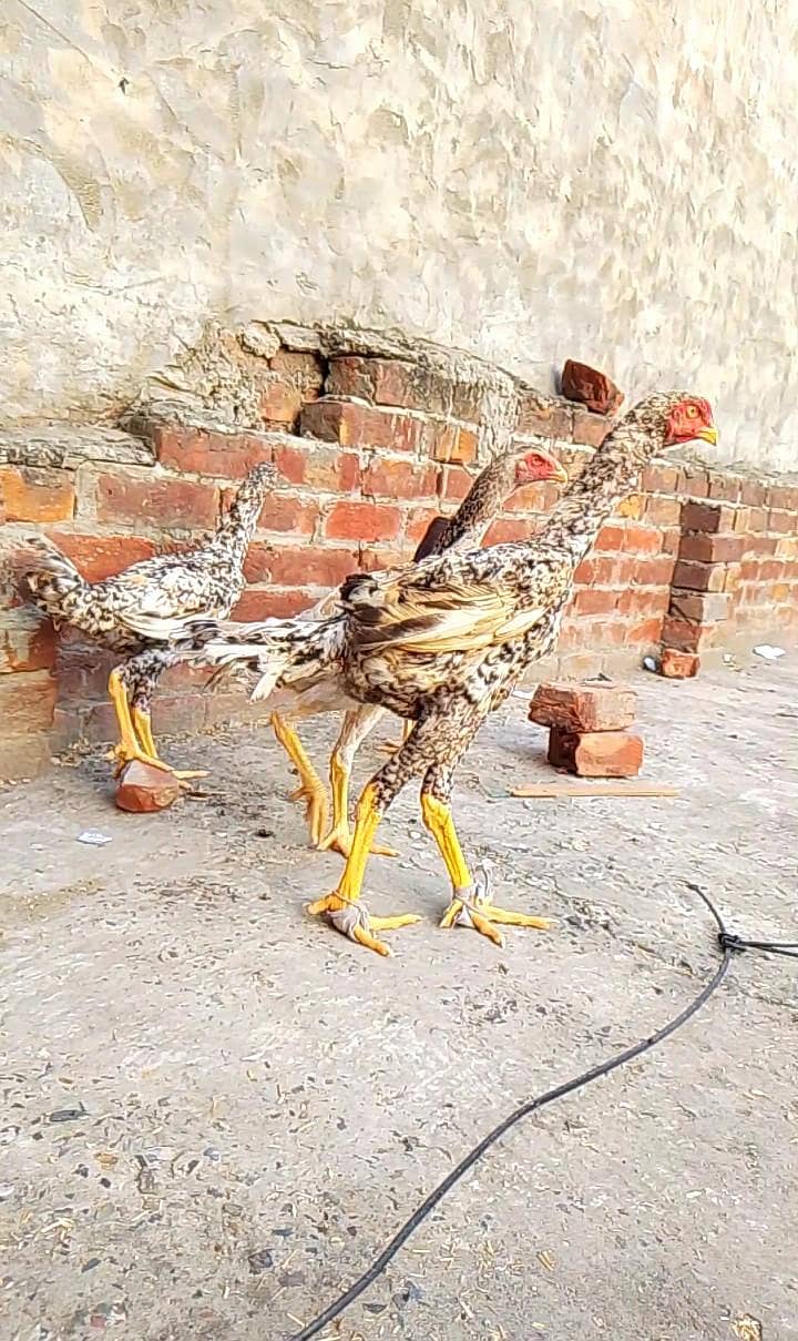 shamo patha ha 1