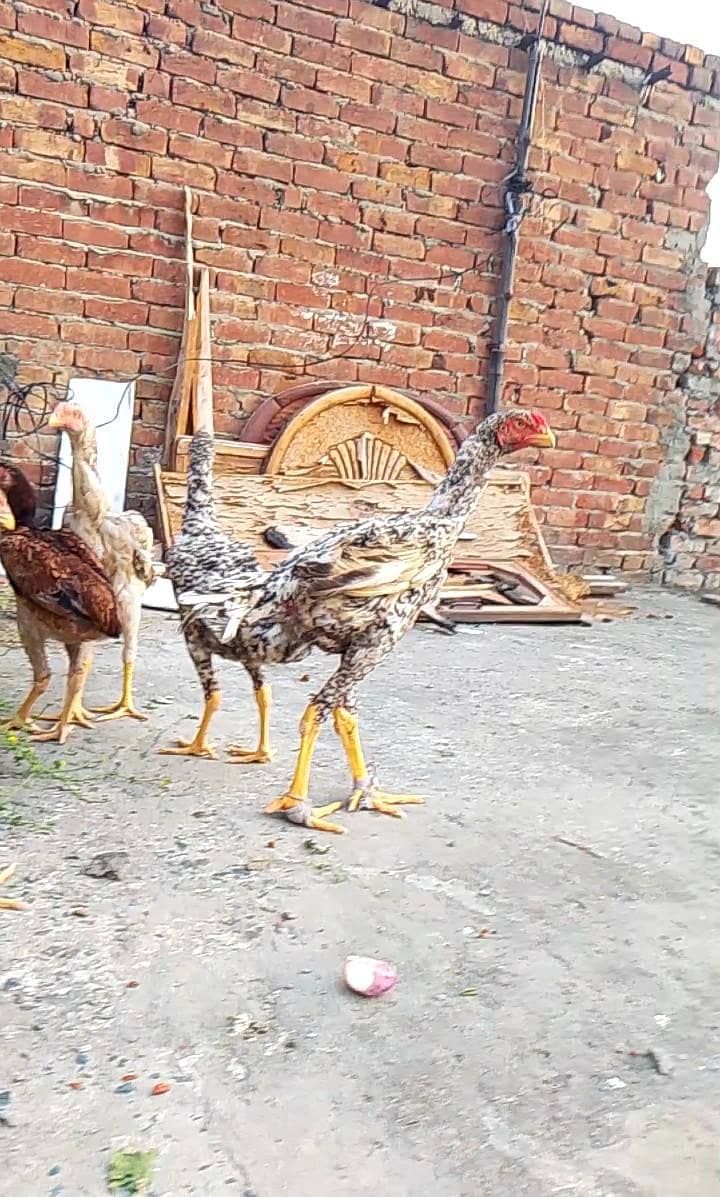 shamo patha ha 2