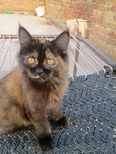 PERCIAN CAT 3 MONTHS
