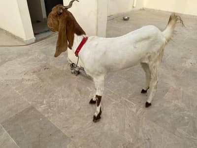 2healthy male and female goats for sale home breed