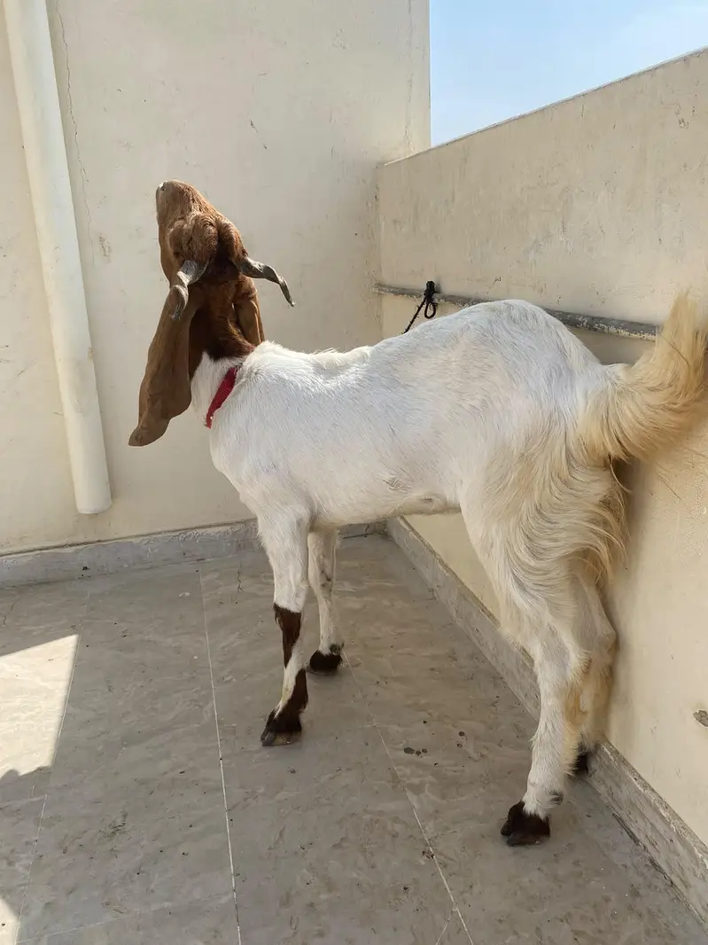 2healthy male and female goats for sale home breed — photo 2