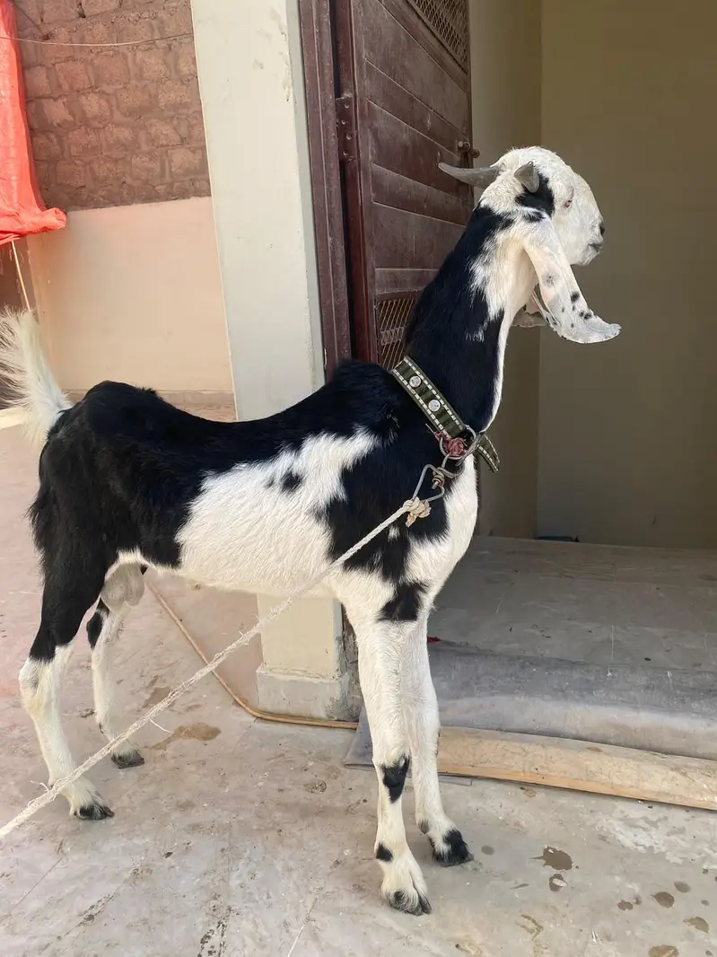 2healthy male and female goats for sale home breed — photo 5