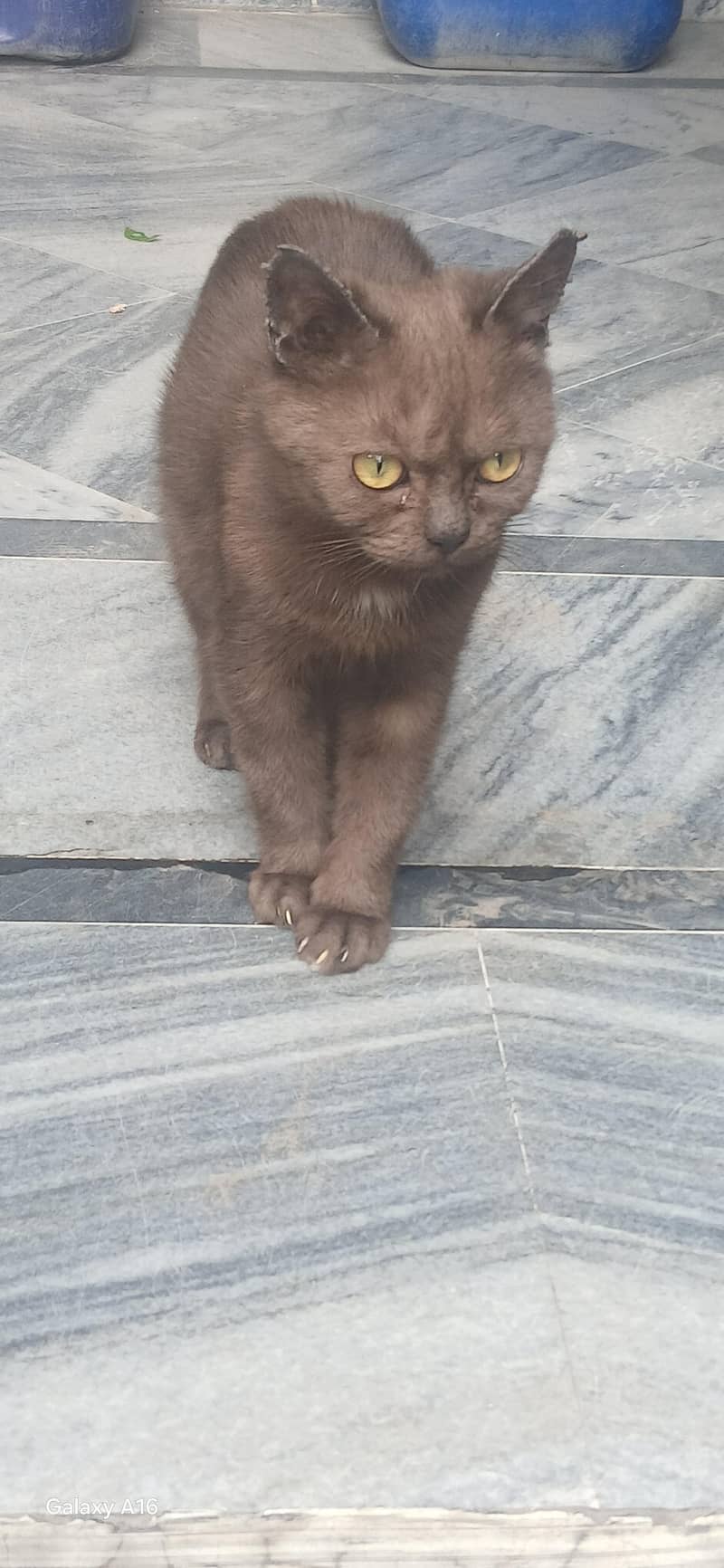 persian kittens 0