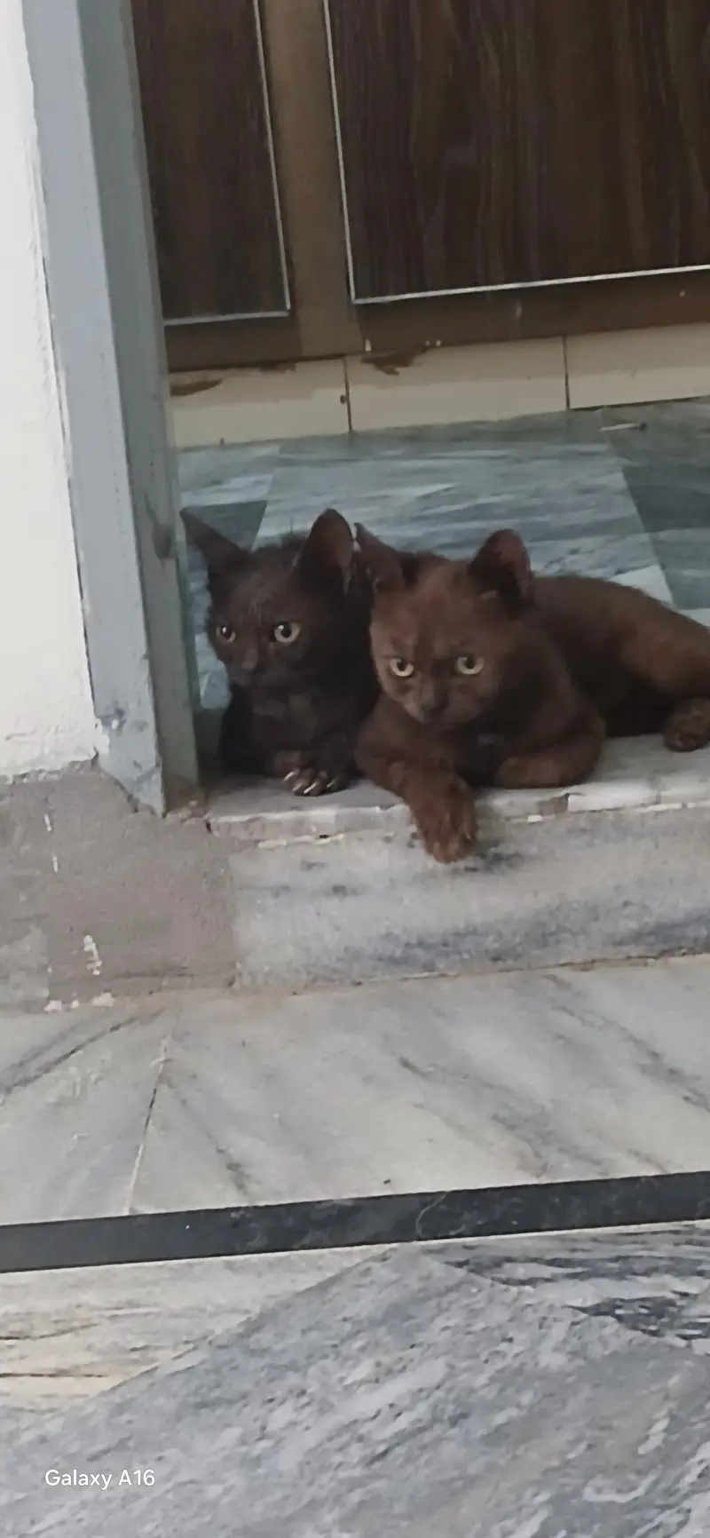 persian kittens — photo 2
