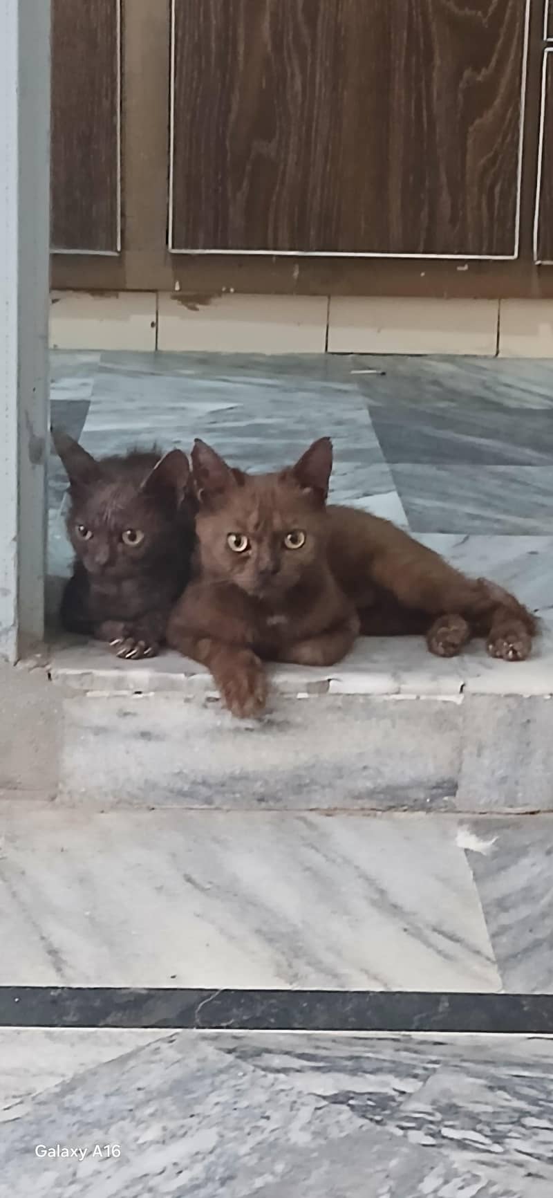persian kittens 2