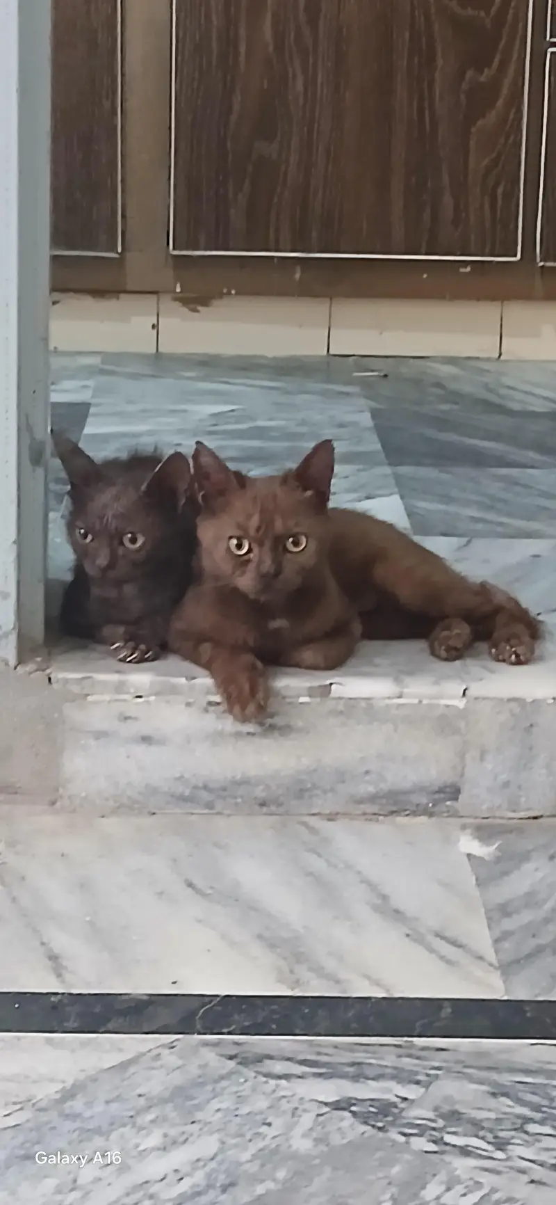 persian kittens — photo 3