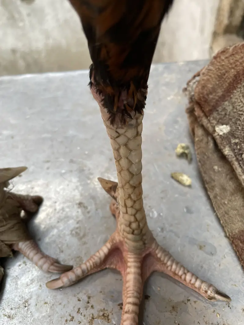 Ganoi +vet or Thai cros — photo 3