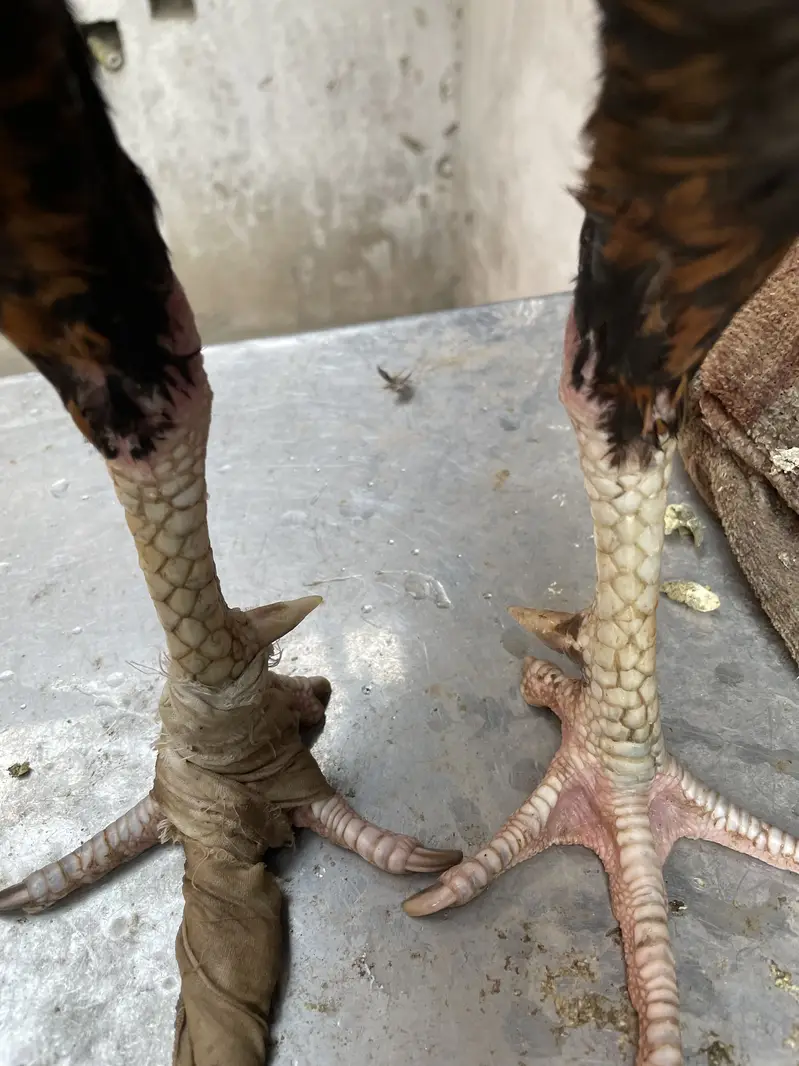 Ganoi +vet or Thai cros — photo 4