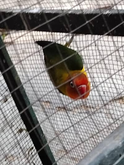 lovebird exchange possible with budgies
