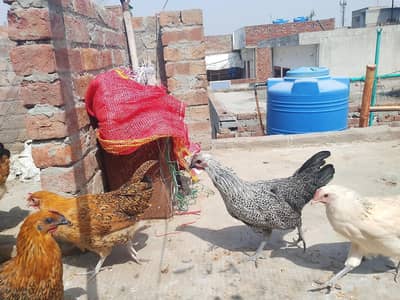 Mashallah Gar KY phaly Murgy Murgyi eags lagyi ha