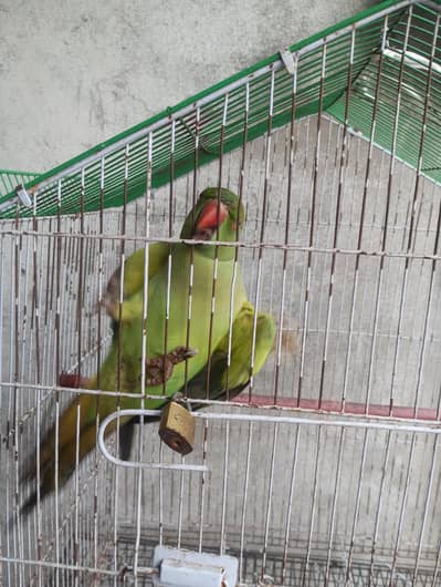beauty full female