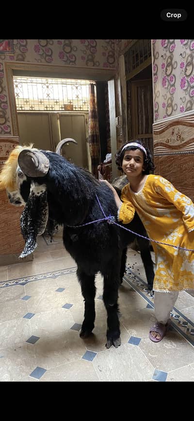 Bakra
