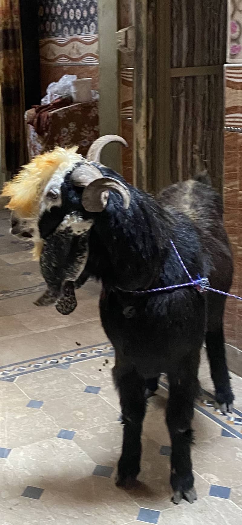 Bakra 3