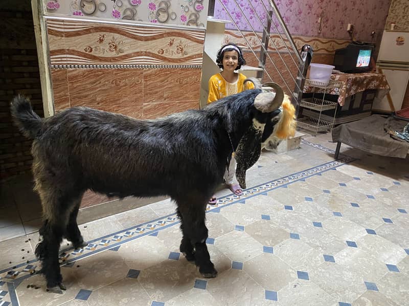 Bakra 4