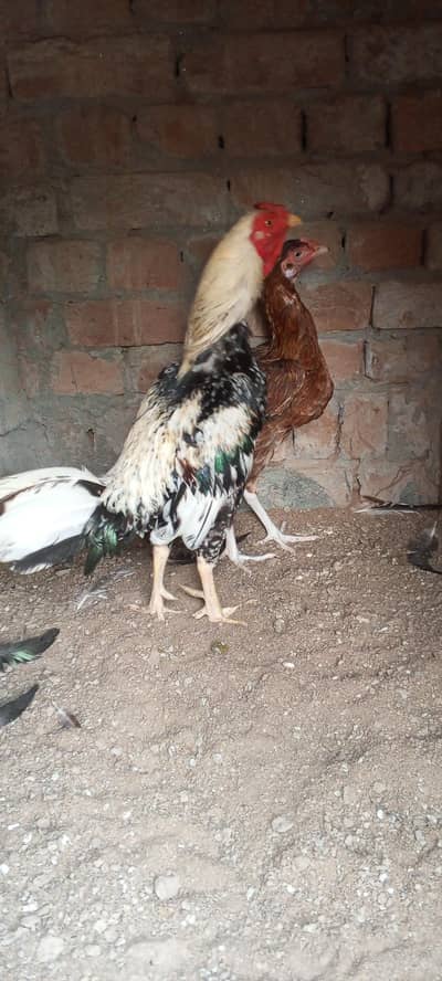 For sale