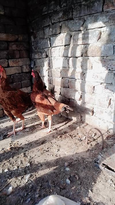 Pure Desi hens available for sale