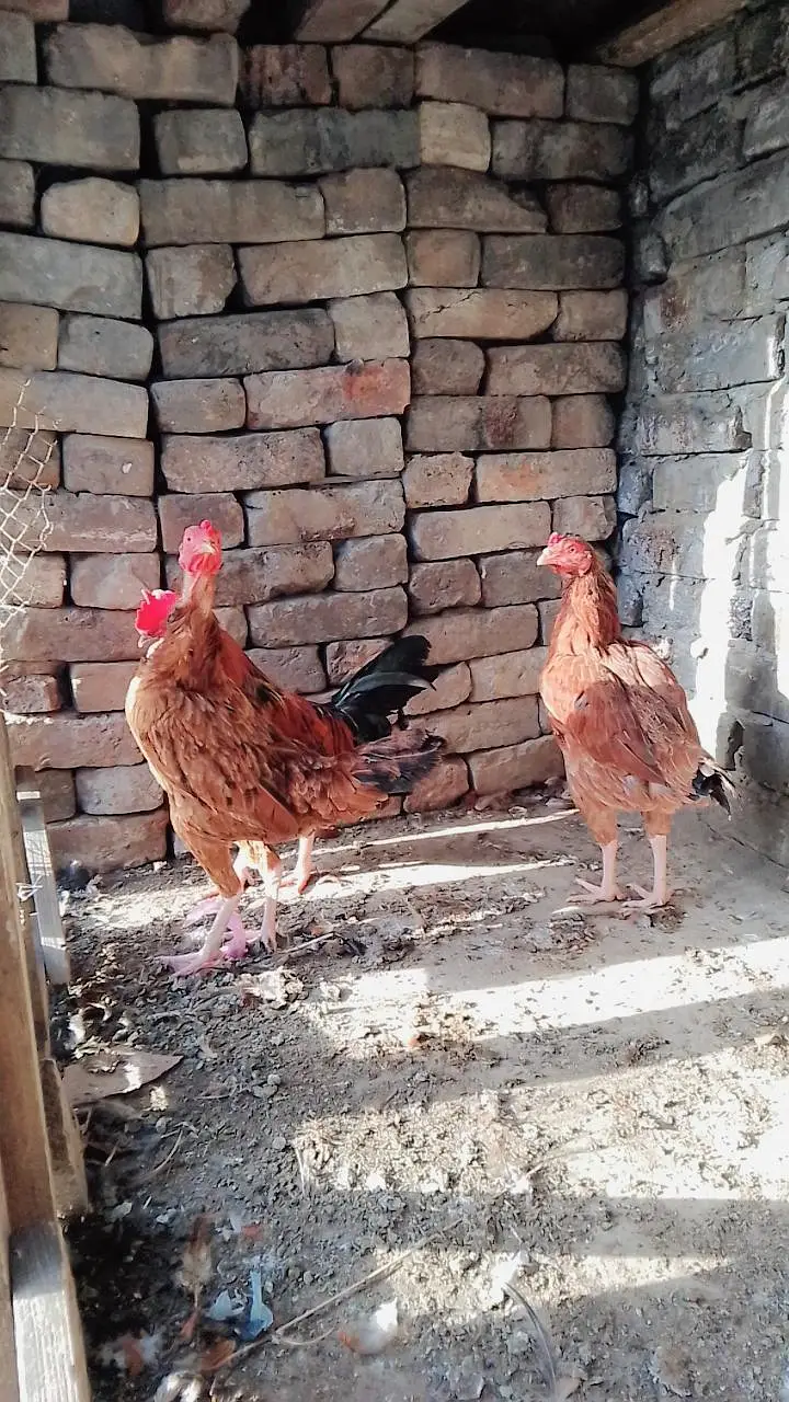 Pure Desi hens available for sale — photo 2