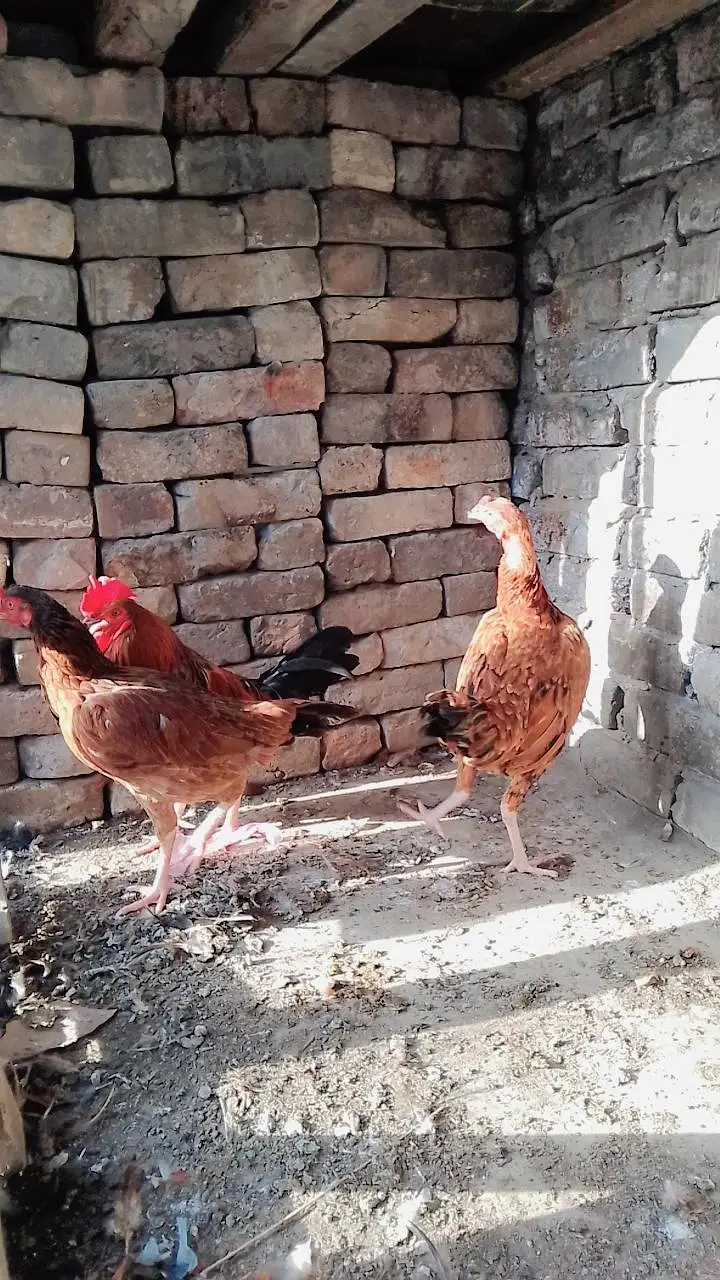 Pure Desi hens available for sale — photo 3