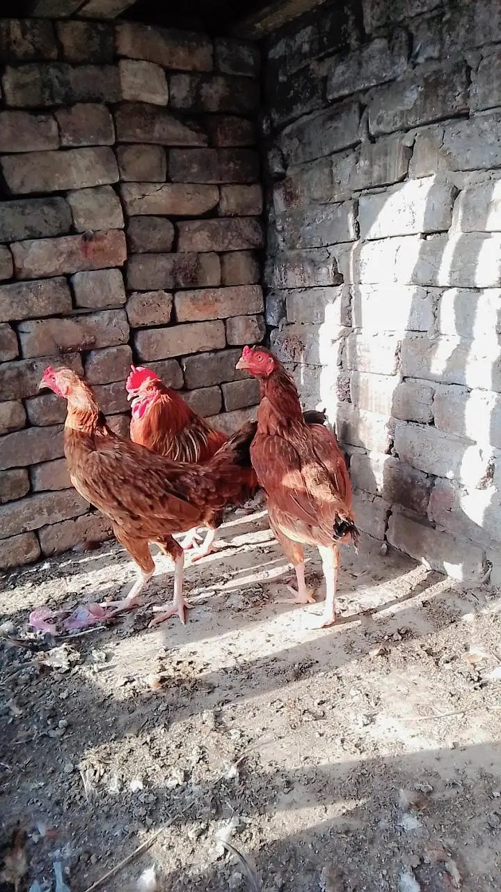 Pure Desi hens available for sale — photo 4