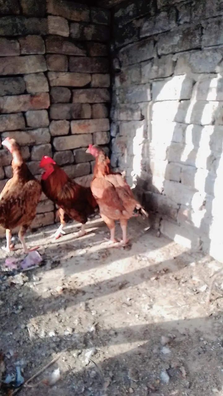 Pure Desi hens available for sale — photo 5