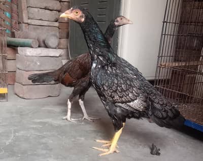 1500×2=3000 . contact number 03330031118