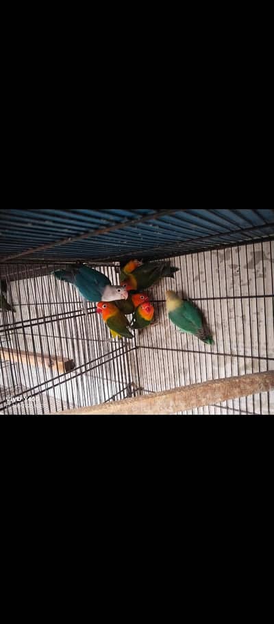 motiniton love birds for sale per piece 1200