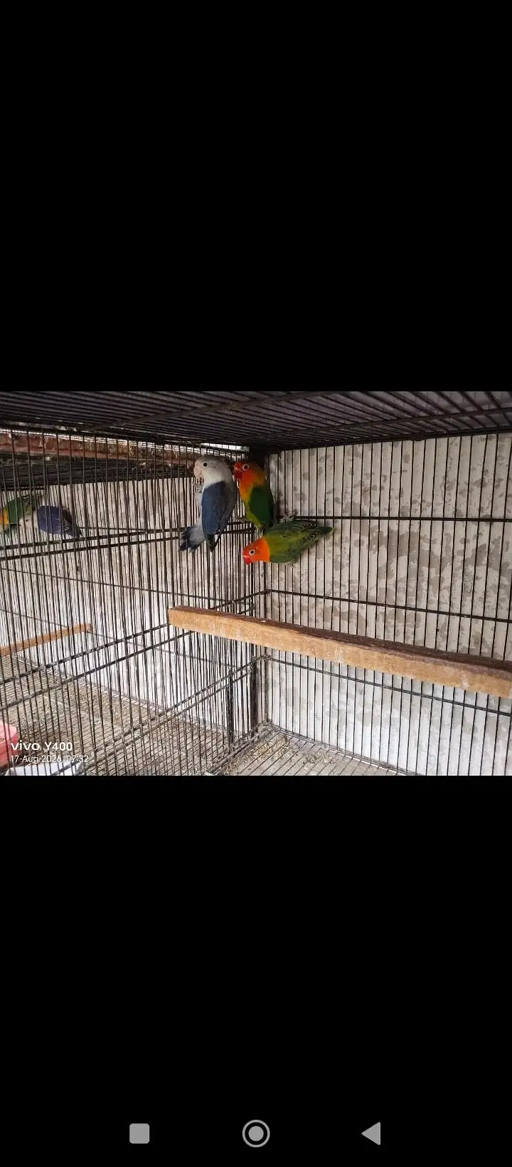 motiniton love birds for sale per piece 1200 — photo 2