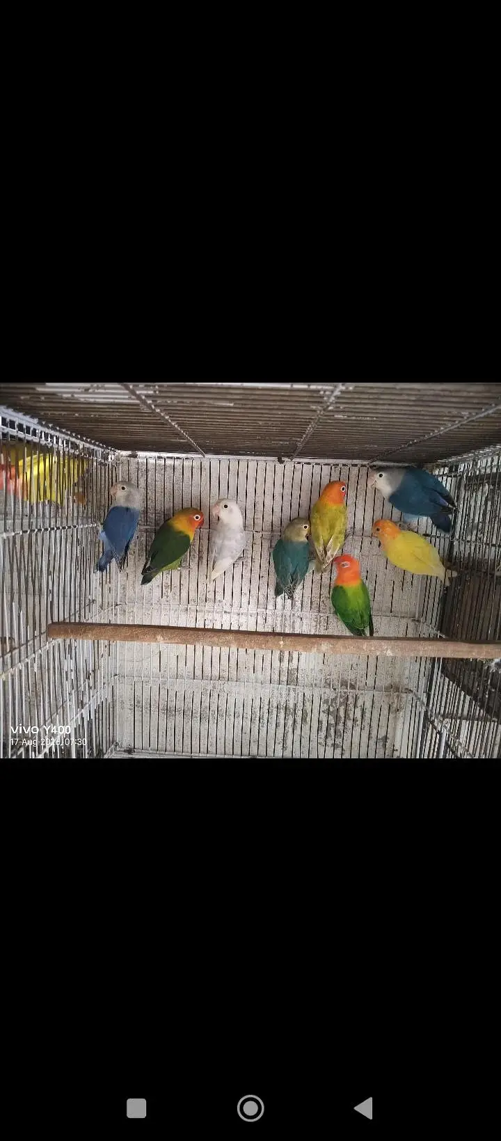 motiniton love birds for sale per piece 1200 — photo 3